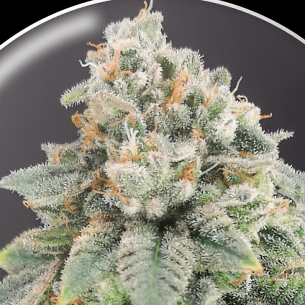 Blue Hell CBD 10 u. fem. Medical Seeds