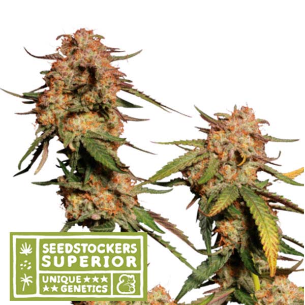 Blue Moby fem. 5 u. Seedstockers Superior