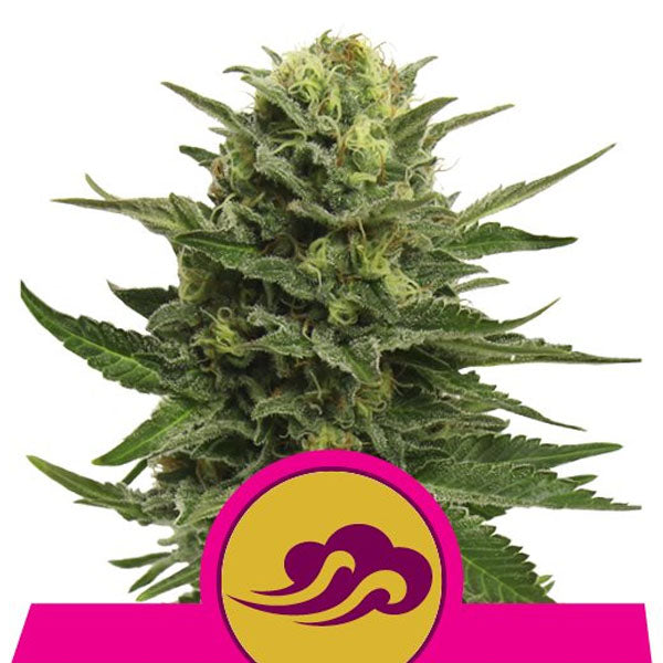 Blue Mystic 1 ud. fem. Royal Queen