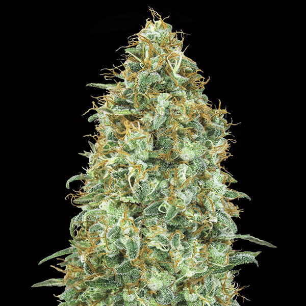 Blueberry 3 u. fem. 00 Seeds