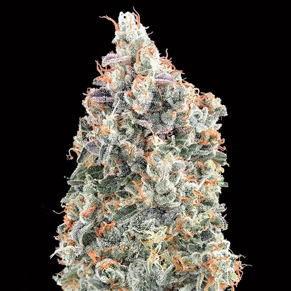 Blueberry Fast 5 u. fem. 00 Seeds
