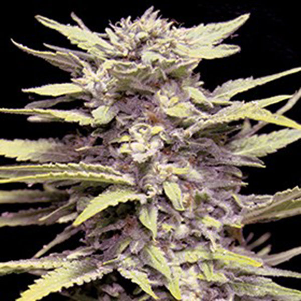 Blueberry Gum 5pz. G13 Labs