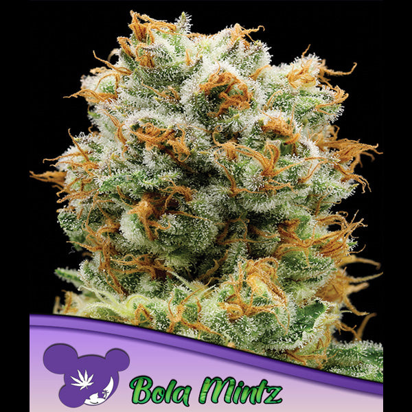 Bola Mintz 5 u. fem Anesia