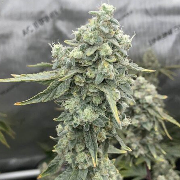 Boof Boss 6 ud. fem Elev8 Seeds