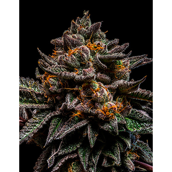 Brain Cake 3 pc. fem. Ripper Seeds