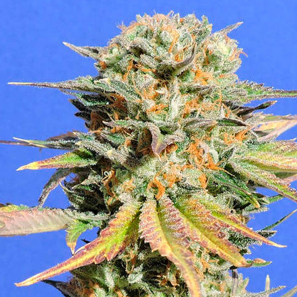 Bruce Banner # 3 5 u. fem. Original Sensible