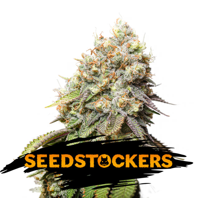 Bruce Banner fem. 1 u. Seedstockers