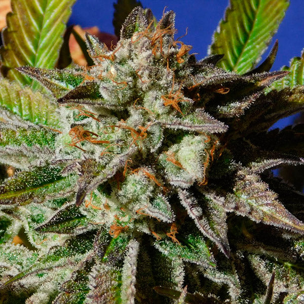 Bruce Cookies 3 u. fem. Original Sensible