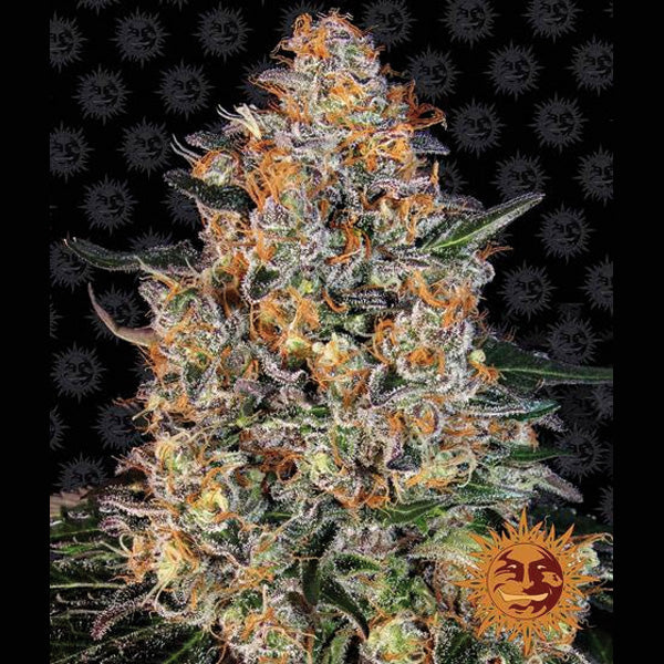 Bubba Kush 5 unità femminizzate Barney's