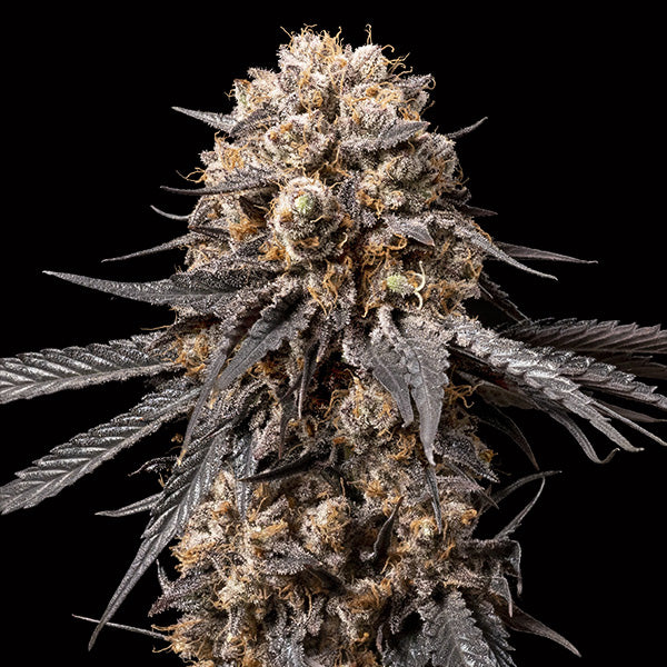 Bubba´s Gift 25 u. fem. 00 Seeds