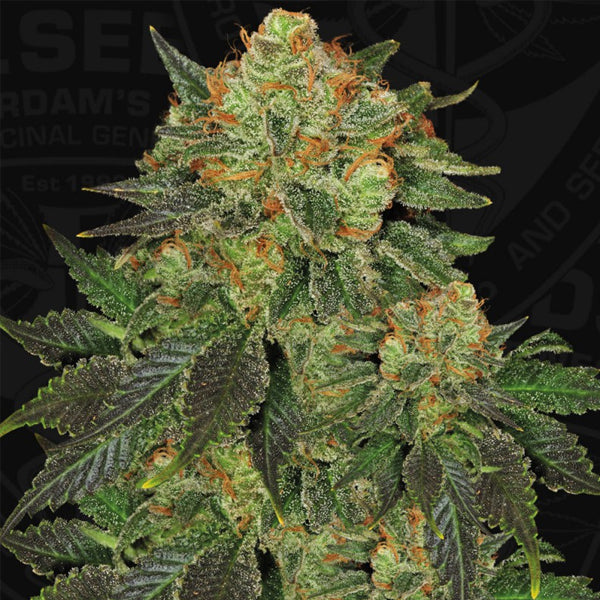Bubble Banana Gum 5 u. fem. Edizione Limitata T.H. Seeds
