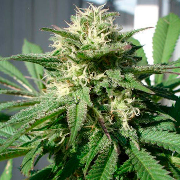 Bubble Bud 10 u. fem. Black Skull Seeds