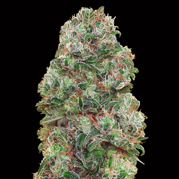 Bubble Gum 5 u. fem. 00 Seeds