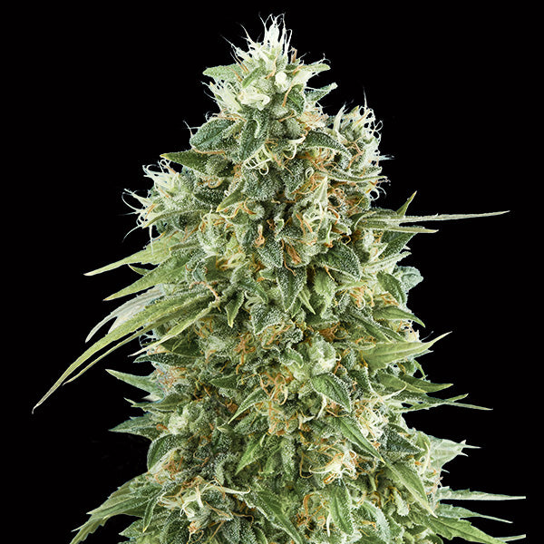 Bubble Gum CBD 5 u. fem. 00 Seeds