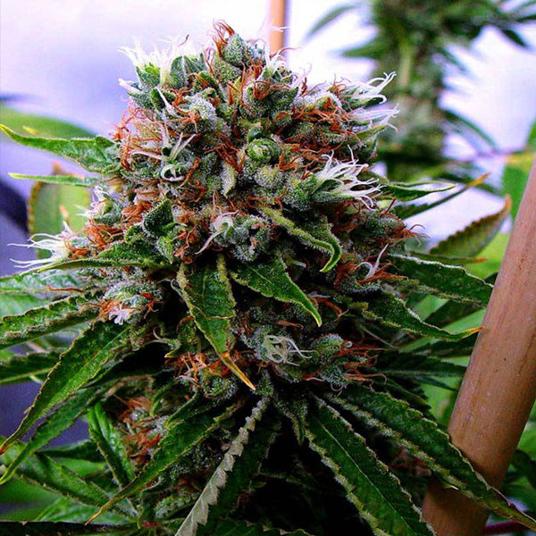 Buddha's Sister 5 u. fem. Soma Seeds