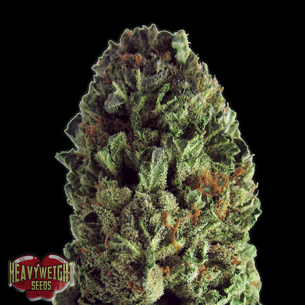 Budzilla 5 ud. fem. Heavyweight Seeds