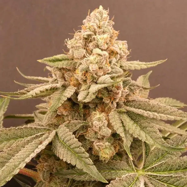 Buzz Bunny 3+1 Bask Triangle Farms