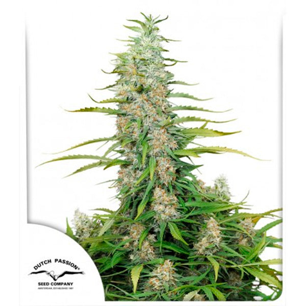 C- Vibez 3 u. fem. Dutch Passion