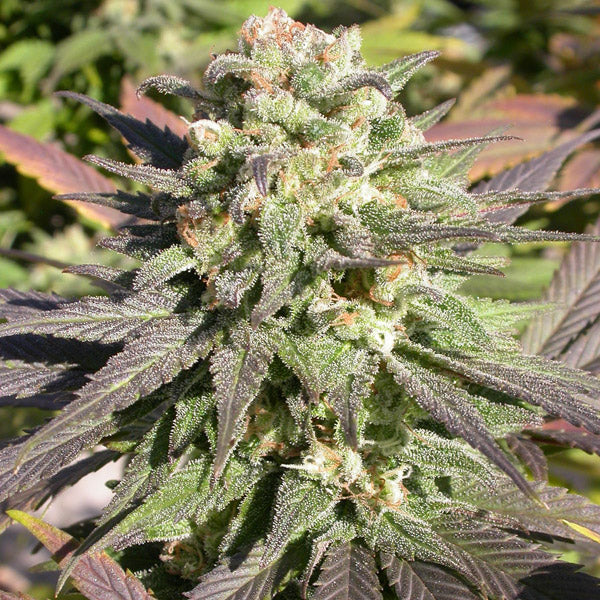 CBD Enriched Warlock - 6 pcs. fem. Serious Seeds