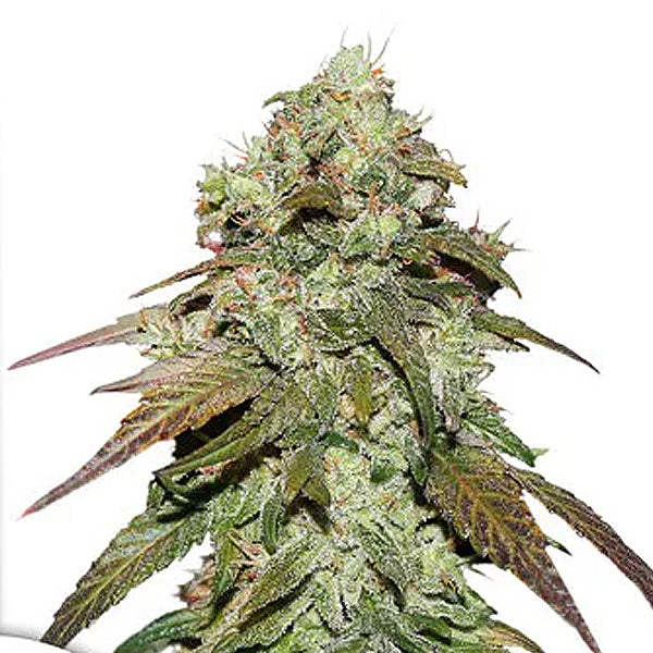 CBD Mazar 5 feminized seeds Dutch Passion