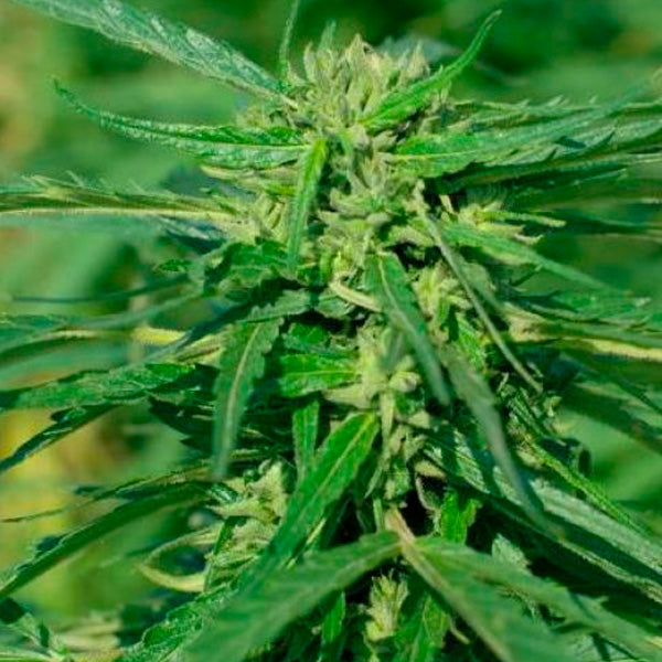 CBD Terra Italia 10 pcs. fem. Female Seeds
