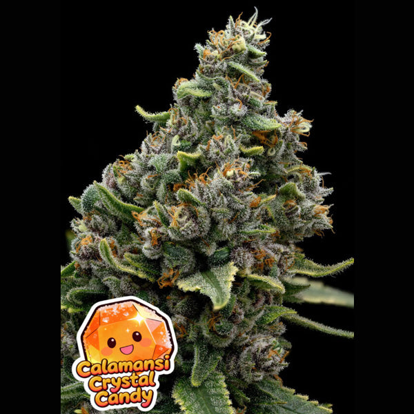 Calamansi Crystal Candy 5 u. fem Anesia