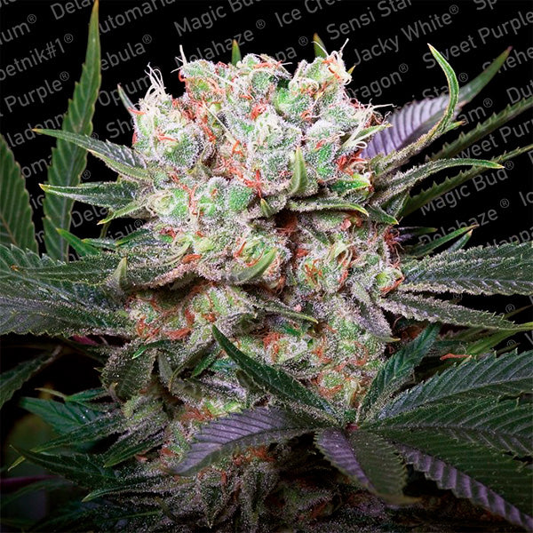 California Gold 5 fem. Paradise Seeds