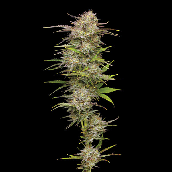 California Haze 5 u. fem Humboldt Seeds Company
