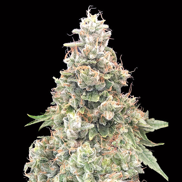 California Kush Fast 25 u. fem. 00 Seeds