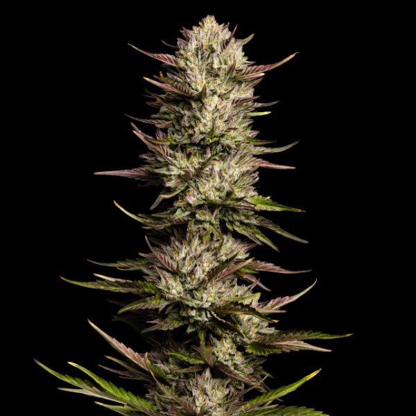 California Octane 3 pz. fem Humboldt Seeds Company