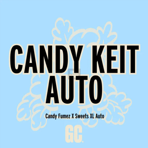 Candy Keit Auto 5 u. Grand Cru Genetics