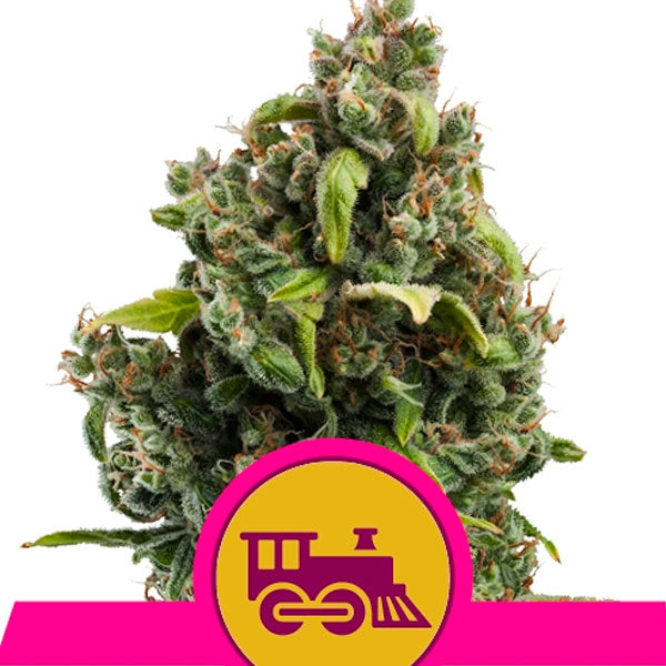 Candy Kush Express-Fast 3 u. fem. Royal Queen