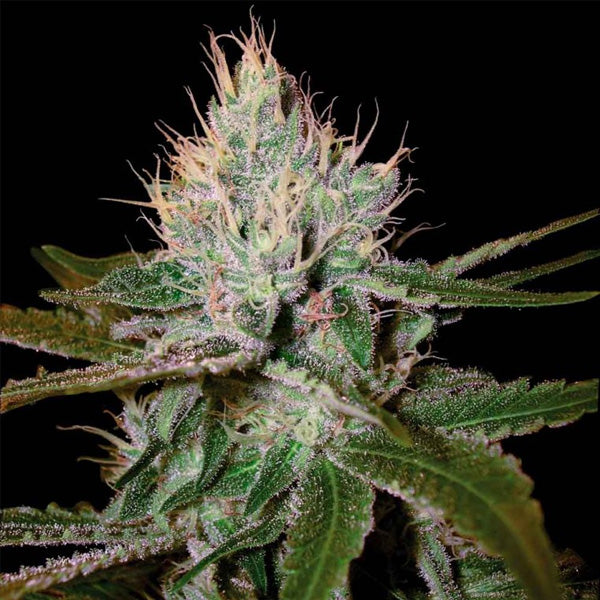 Cannalope Haze 3 u. fem. DNA Genetics