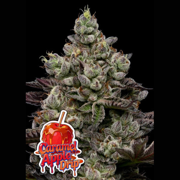 Caramel Apple Drip 5 u. fem Anesia