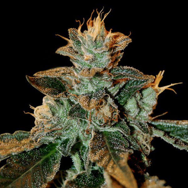 Cataract Kush 3 units fem. DNA Genetics