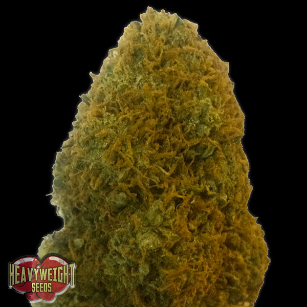Champions Cheese 3 u. fem. Heavyweight Seeds