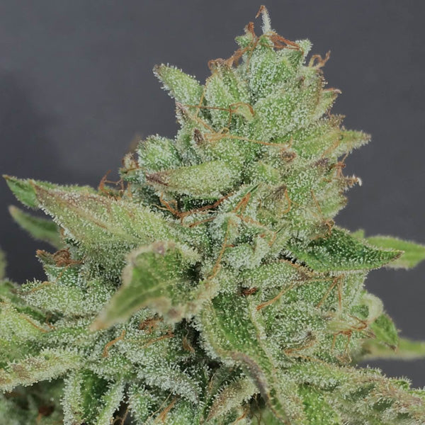 Charm Cookies 6 pz. fem Mamiko Seeds