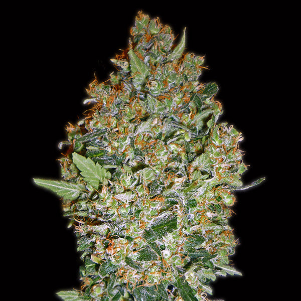 Cheese Berry 3 u. fem. 00 Seeds