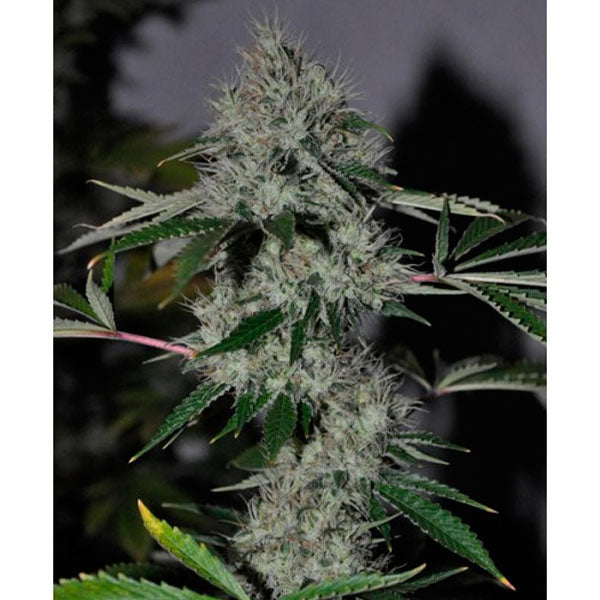 Chem 4 OG 6 u. fem. The Cali Connection