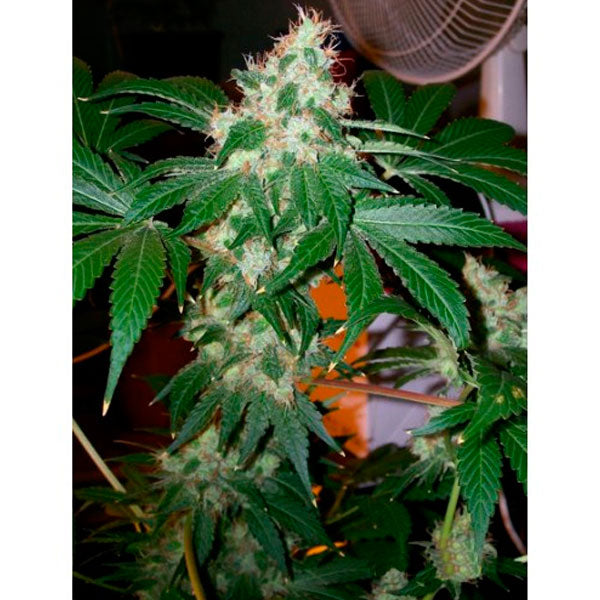 Chem Valley Kush 6 u. fem. The Cali Connection