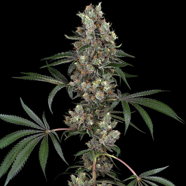 Chemberries 3 u. fem. White Label