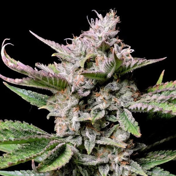 Cherry Cola Auto 3 u. fem. Semi FastBuds