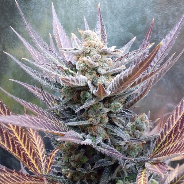 Cherry Cookies 1 u. fem Pure Instinto