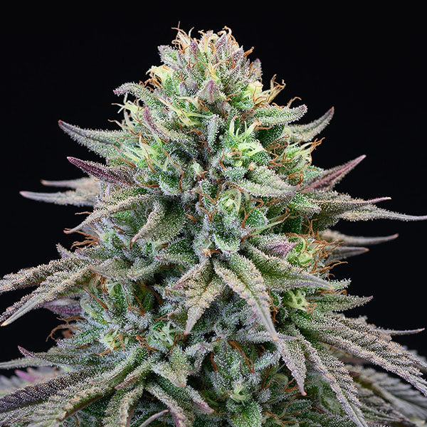 Cherry Cooks 6 u. fem Cookies Seed Bank
