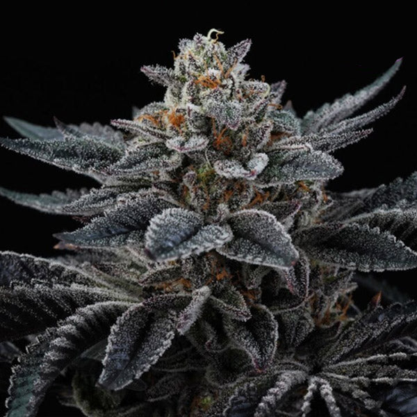 Cherry Crisp 6 units fem Perfect Tree