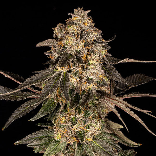 Cherry Fritter 3 u. fem Cookies Seed Bank