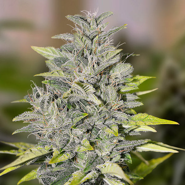 Chocolope Fast 25 ud High Speed Buds