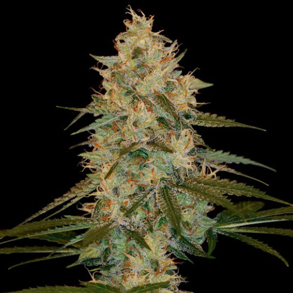 Chocolope Kush 3 u. fem. DNA Genetics