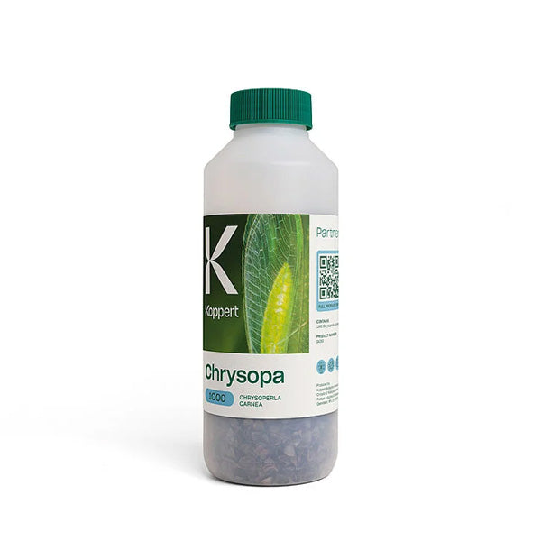 Chrysopa 1.000