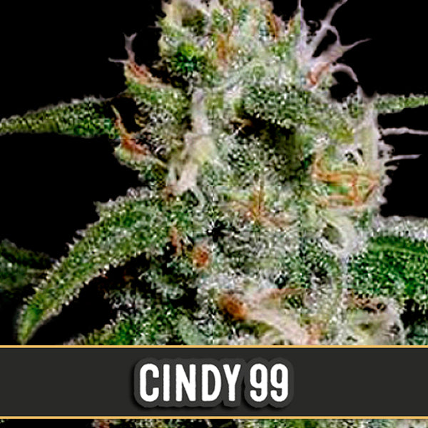 Cindy 99 3 u. fem. Blimburn Seeds
